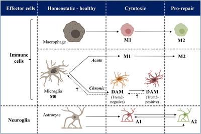 Neuroinflammation: A Possible Link Between Chronic Vascular Disorders and Neurodegenerative Diseases